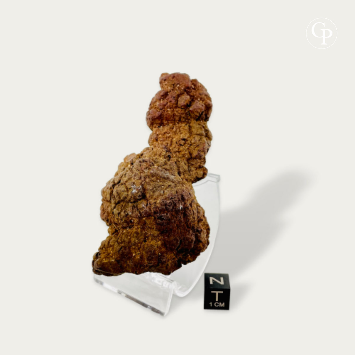 coprolithe de majungasaurus fossiles du crétacé supérieur sur présentoir avec "cube d’échelle 1 cm"