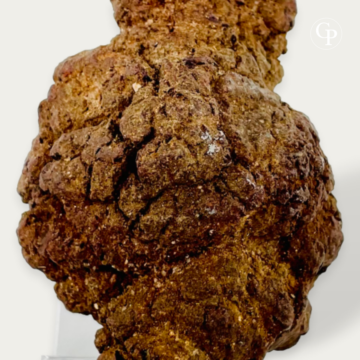 detais of Majungasaurus coprolite showing visible bone fragments and blue UV fluorescence – Africa