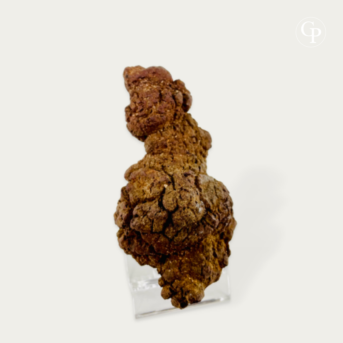 coprolithe majungasaurus, majungasaurus coprolite, dernier repas majungasaurus, last meal coprolite, madagascar 70 ma, fluorescence uv coprolite, inclusions osseuses, fossile crétacé, cabinet de curiosités, rare fossil madagascar, theropod coprolite