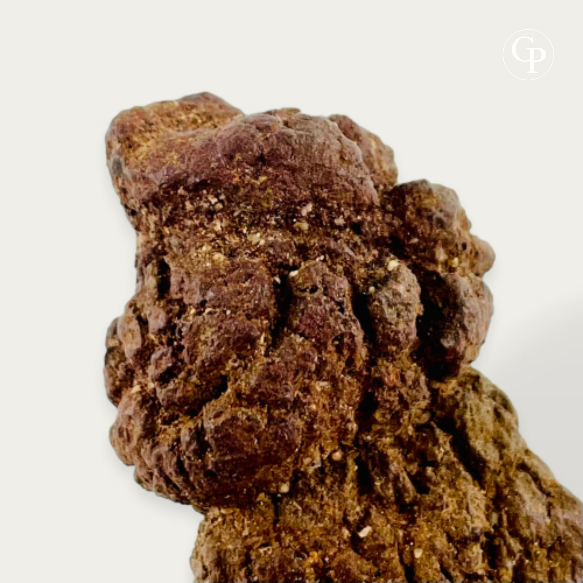 coprolithe majungasaurus, majungasaurus coprolite, dernier repas majungasaurus, last meal coprolite, madagascar 70 ma, fluorescence uv coprolite, inclusions osseuses, fossile crétacé, cabinet de curiosités, rare fossil madagascar, theropod coprolite