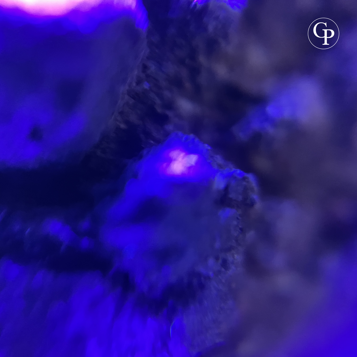 Details UV Coprolithe de Majungasaurus avec inclusions osseuses visibles – fluorescence UV bleue – Madagascar 70 Ma