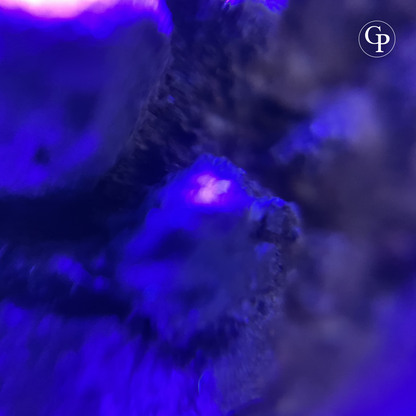 Details UV Coprolithe de Majungasaurus avec inclusions osseuses visibles – fluorescence UV bleue – Madagascar 70 Ma