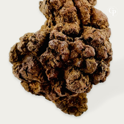 zoom in bottom of Majungasaurus coprolite showing visible bone fragments and blue UV fluorescence – Madagascar